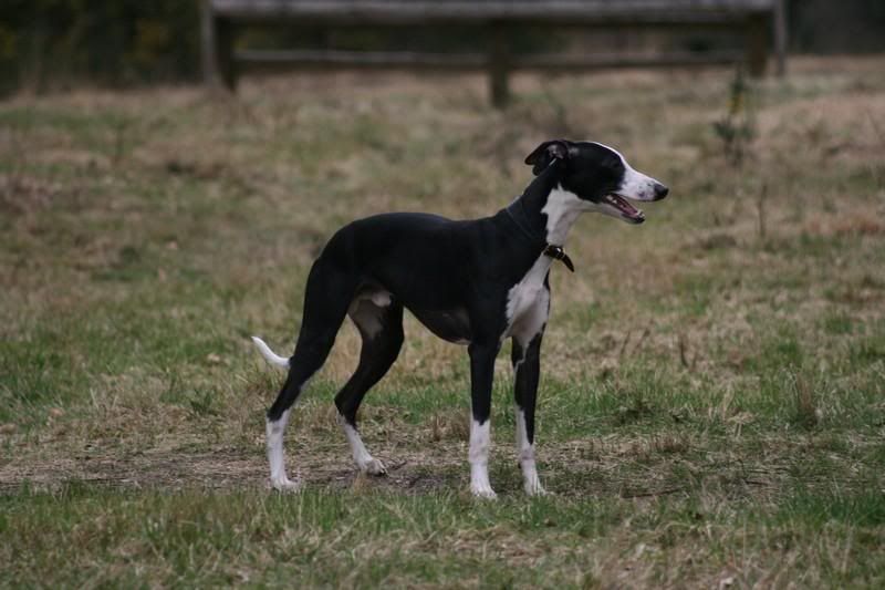 sonnybrindle6331.jpg