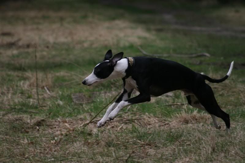 sonnybrindle6335.jpg