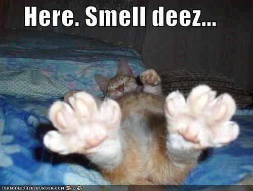 funny-pictures-smell-orange-cat-fee.jpg