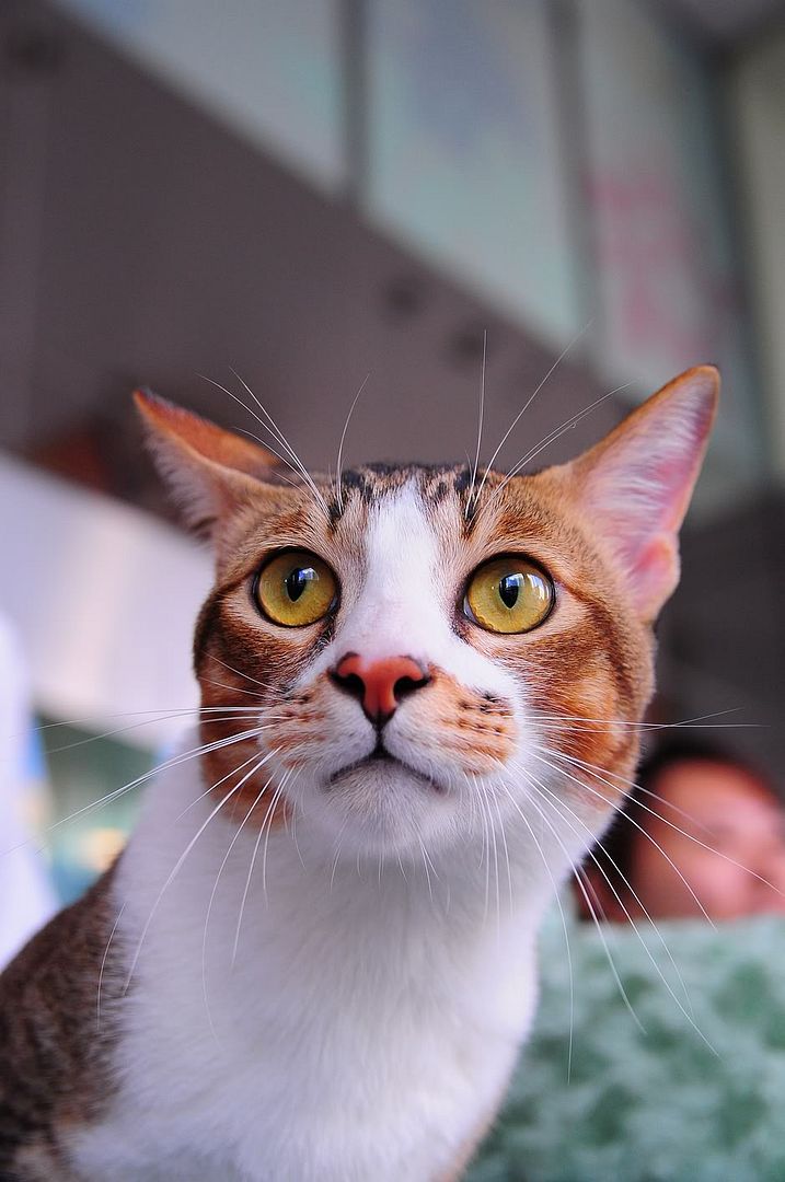 圖檔