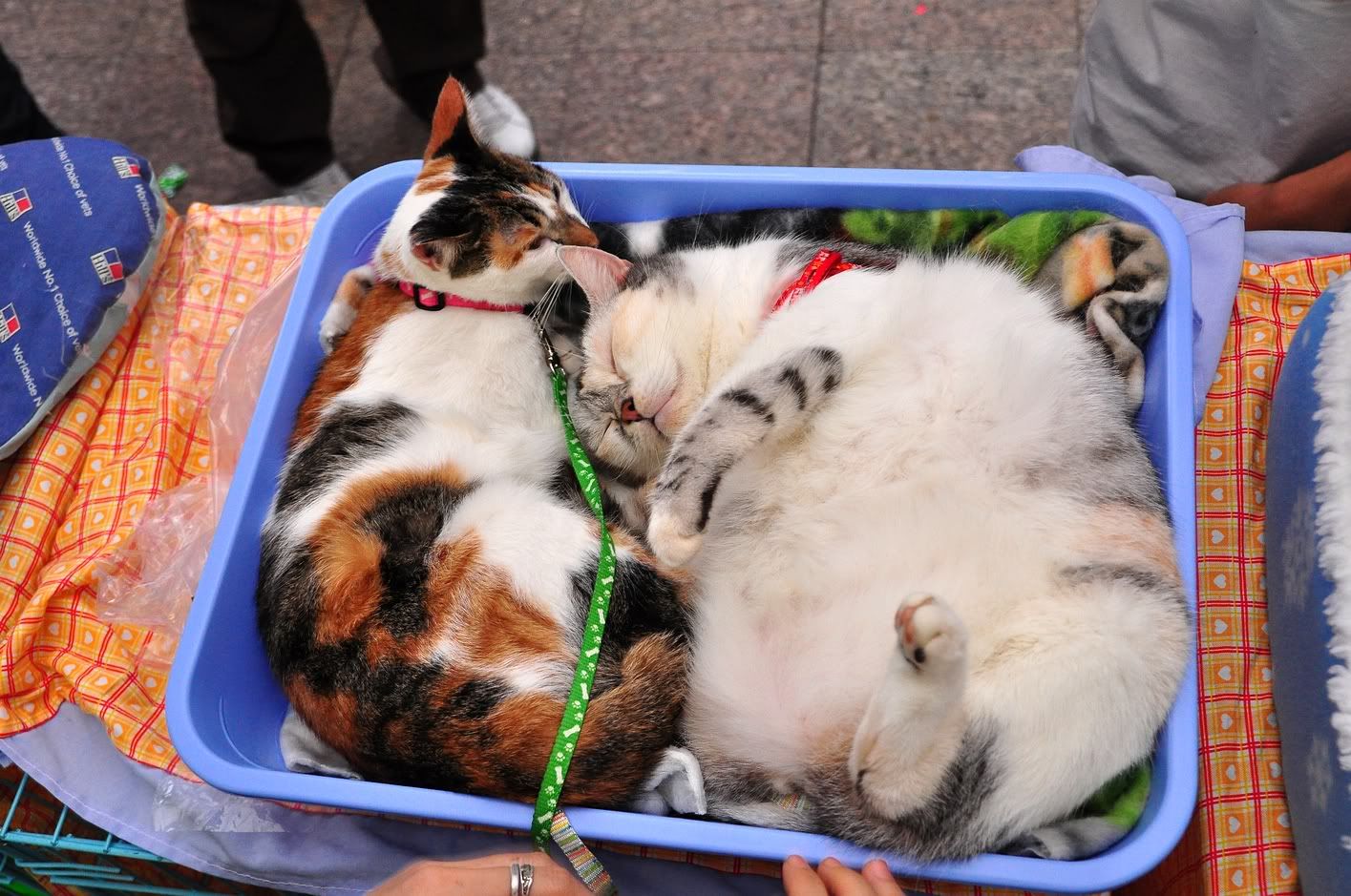 圖檔