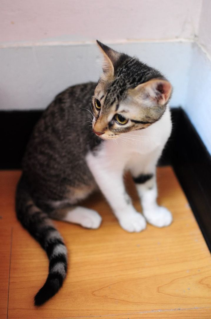 圖檔