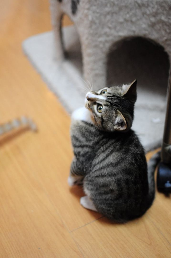 圖檔