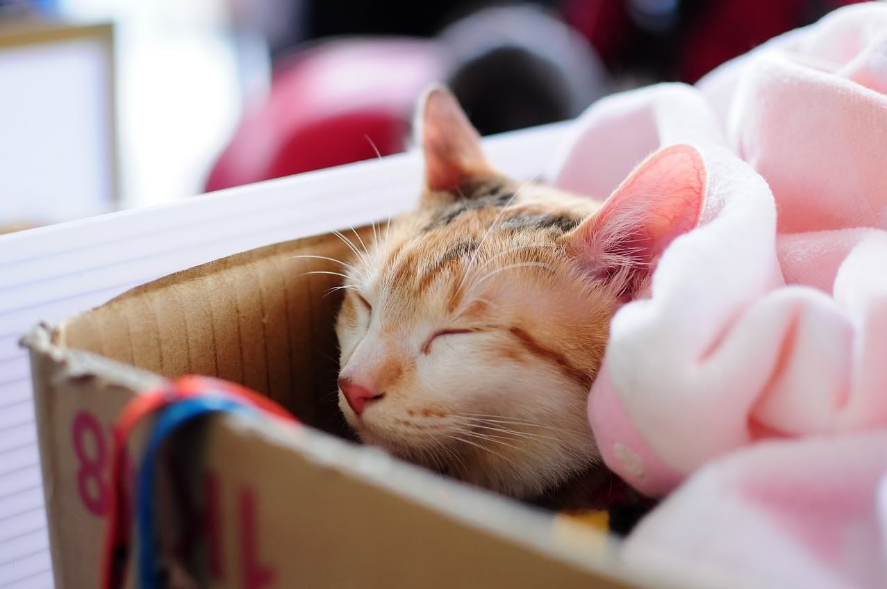 圖檔