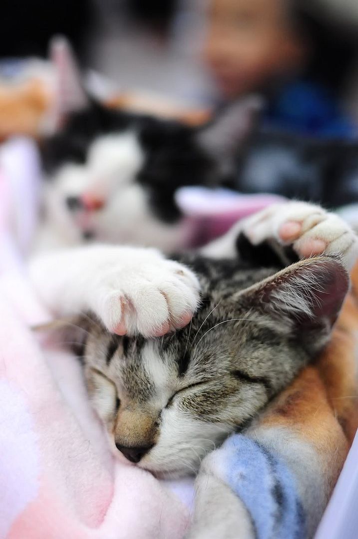 圖檔