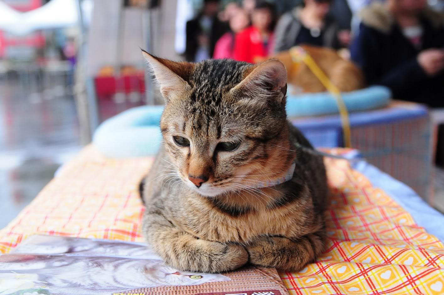 圖檔