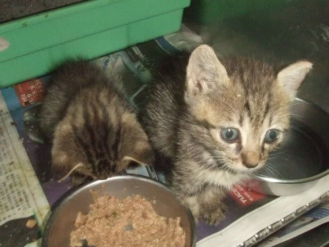 圖檔