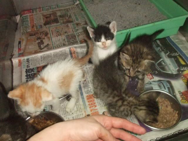 圖檔