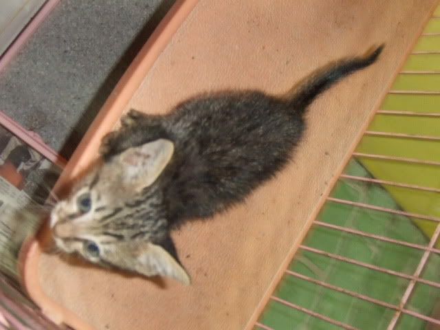 圖檔