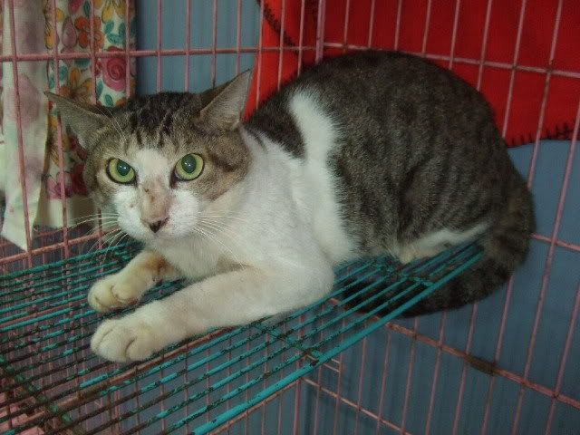圖檔