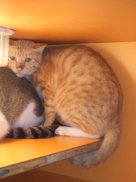 圖檔