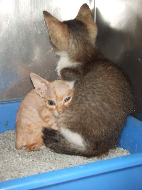圖檔