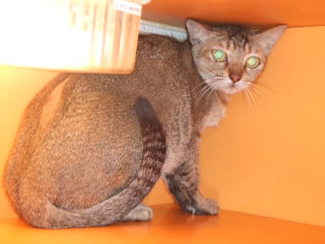 圖檔
