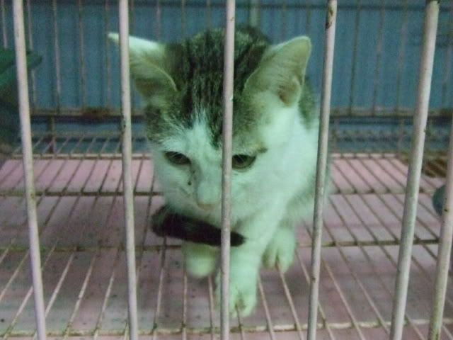 圖檔