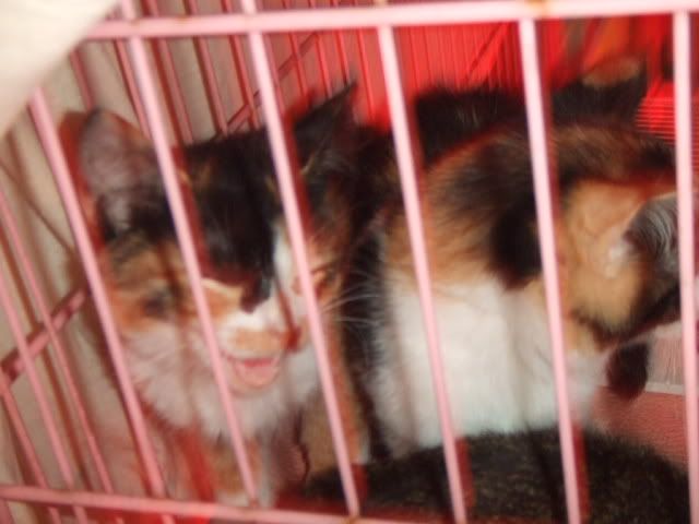 圖檔