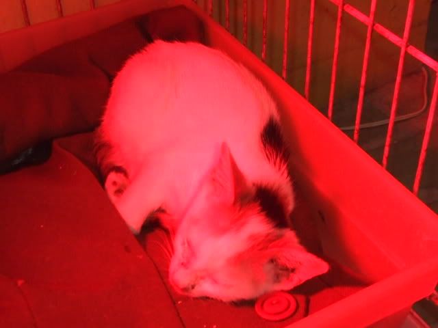 圖檔