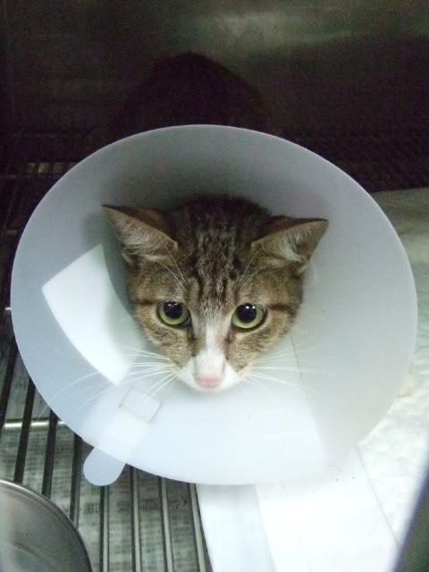 圖檔