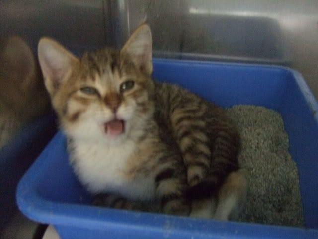 圖檔