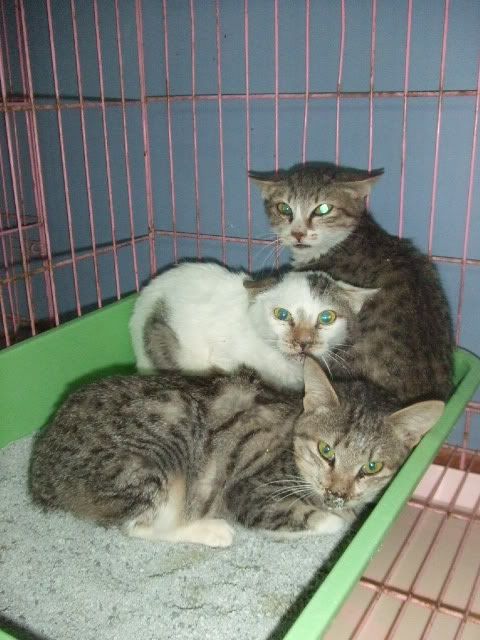 圖檔