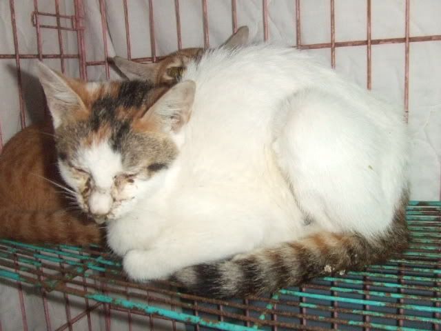 圖檔