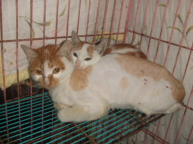 圖檔