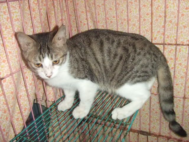 圖檔