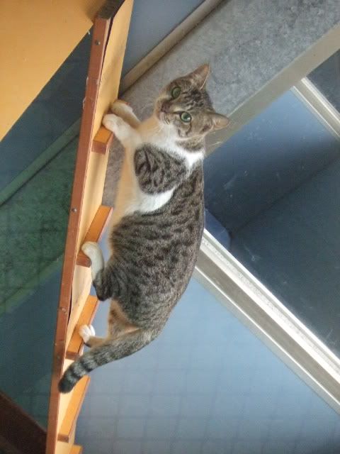 圖檔