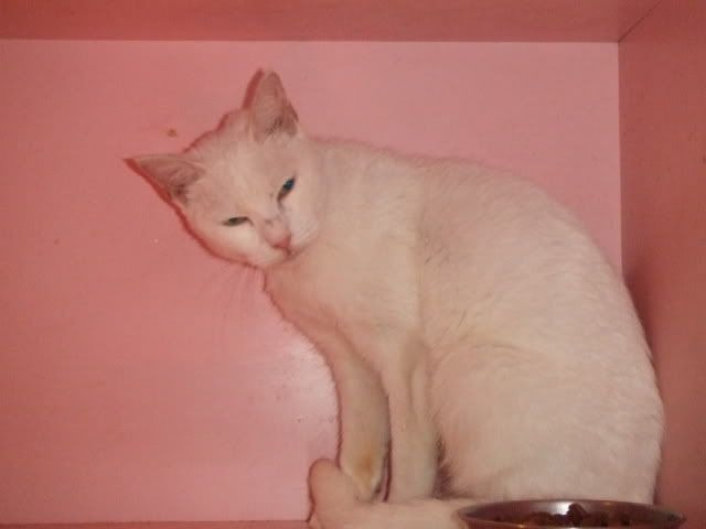 圖檔
