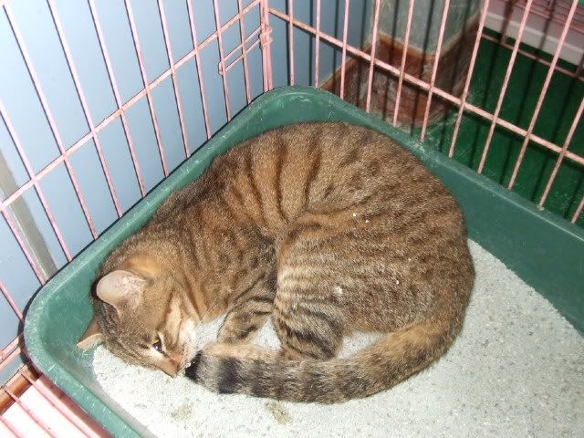 圖檔