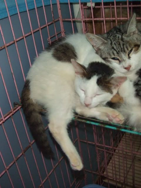 圖檔