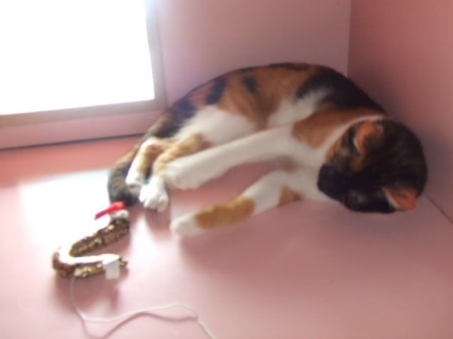 圖檔