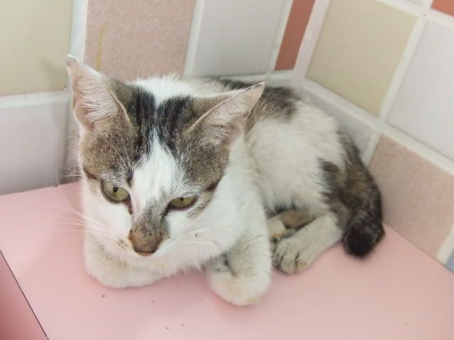 圖檔