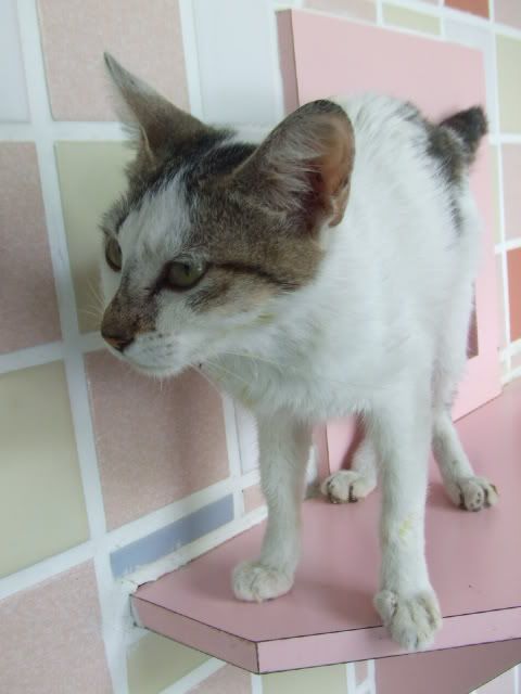 圖檔