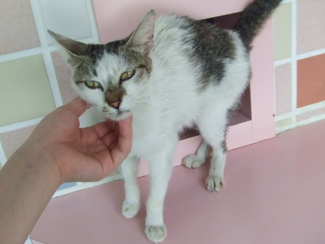 圖檔