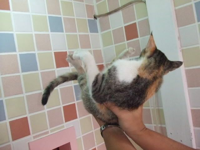 圖檔