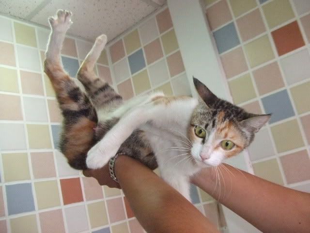 圖檔