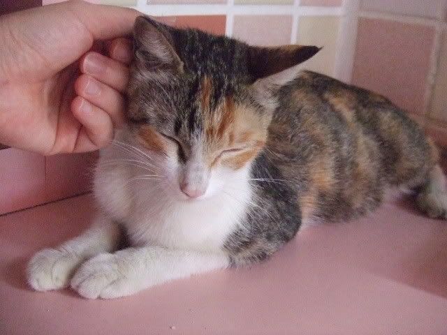 圖檔