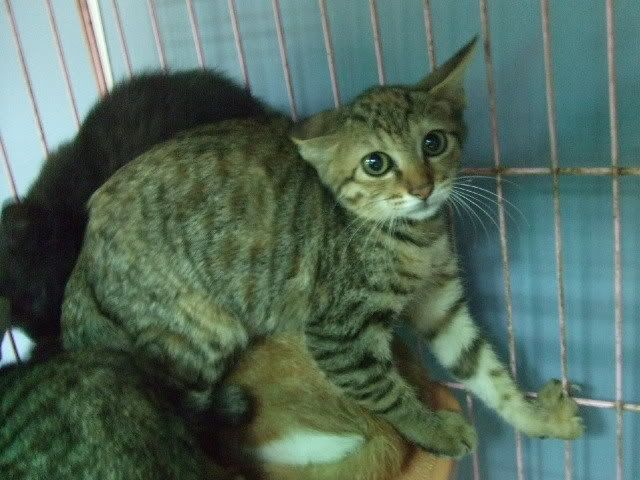 圖檔