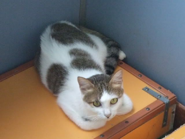 圖檔