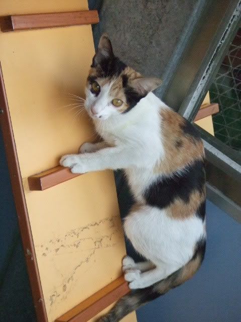 圖檔
