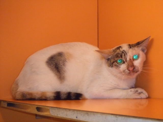 圖檔