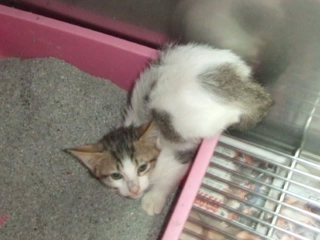 圖檔