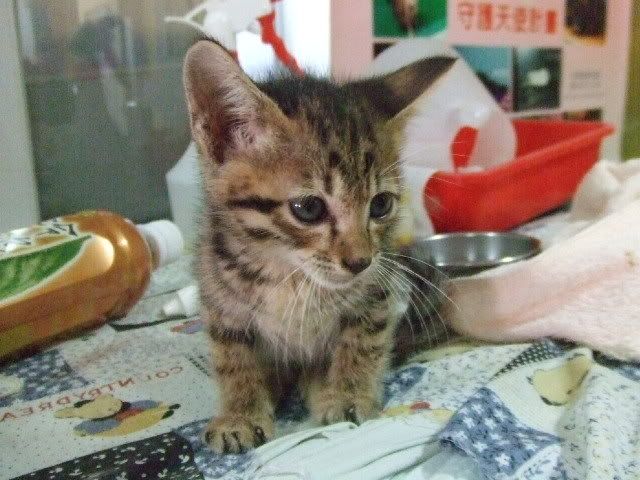 圖檔