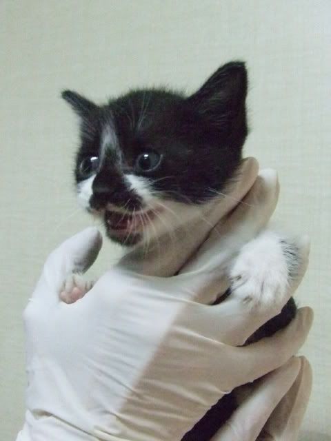 圖檔