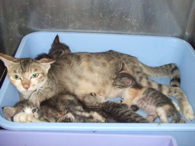 圖檔