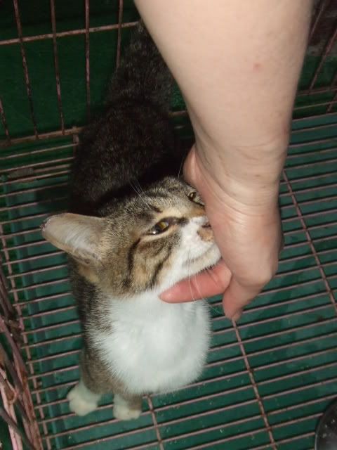 圖檔