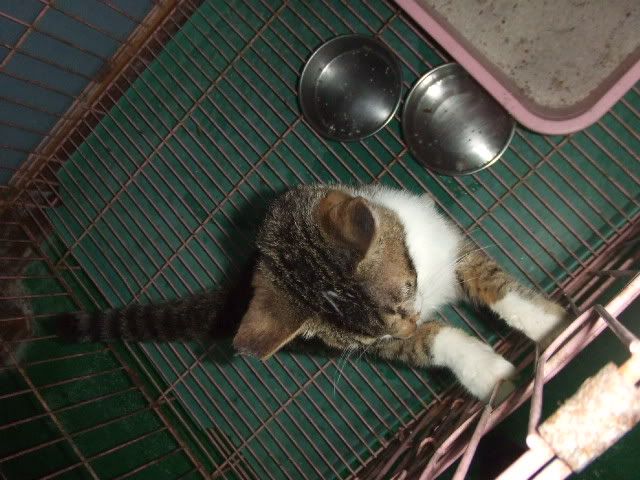圖檔