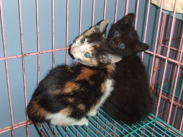 圖檔