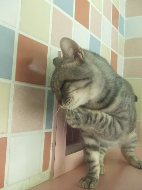 圖檔
