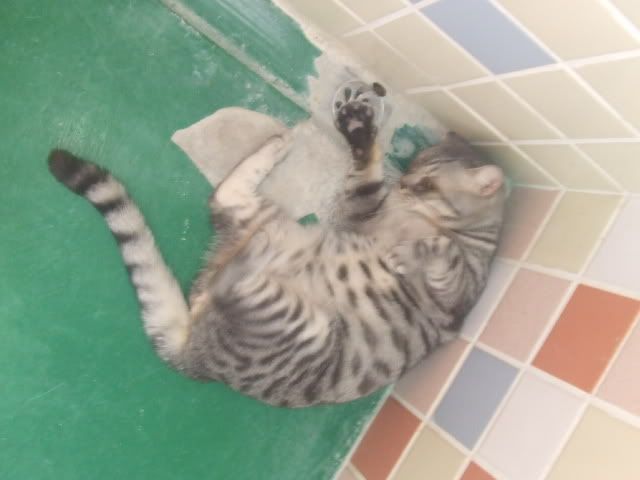 圖檔